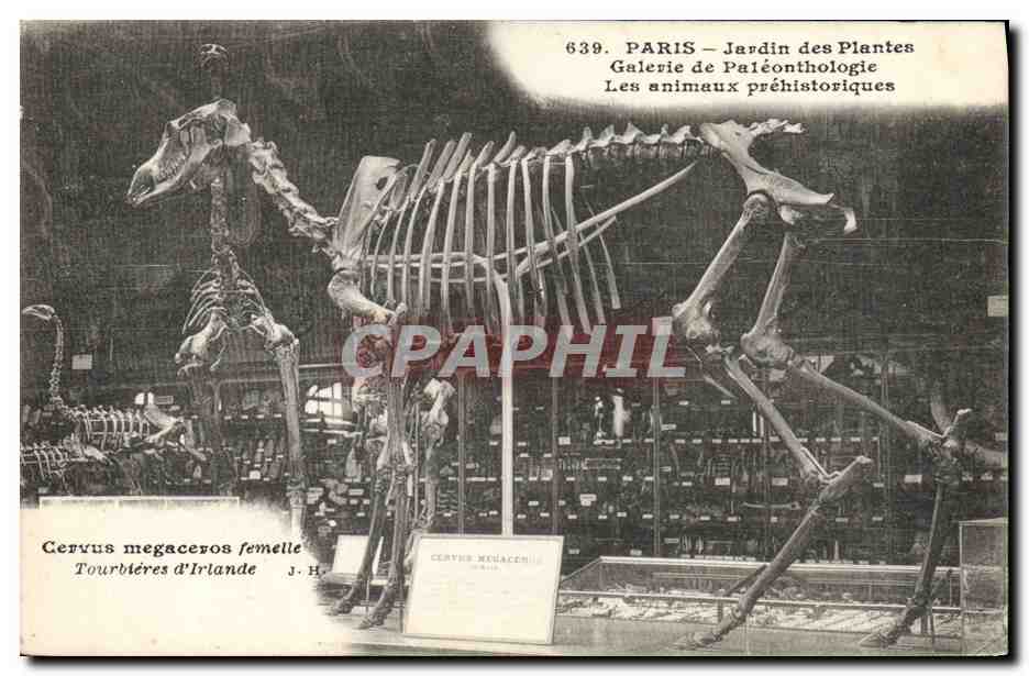 CPA Paris Jardin des plantes Galerie de paleonthologie Cervus megaceros Tourbieres d'Irlande Dinosaure