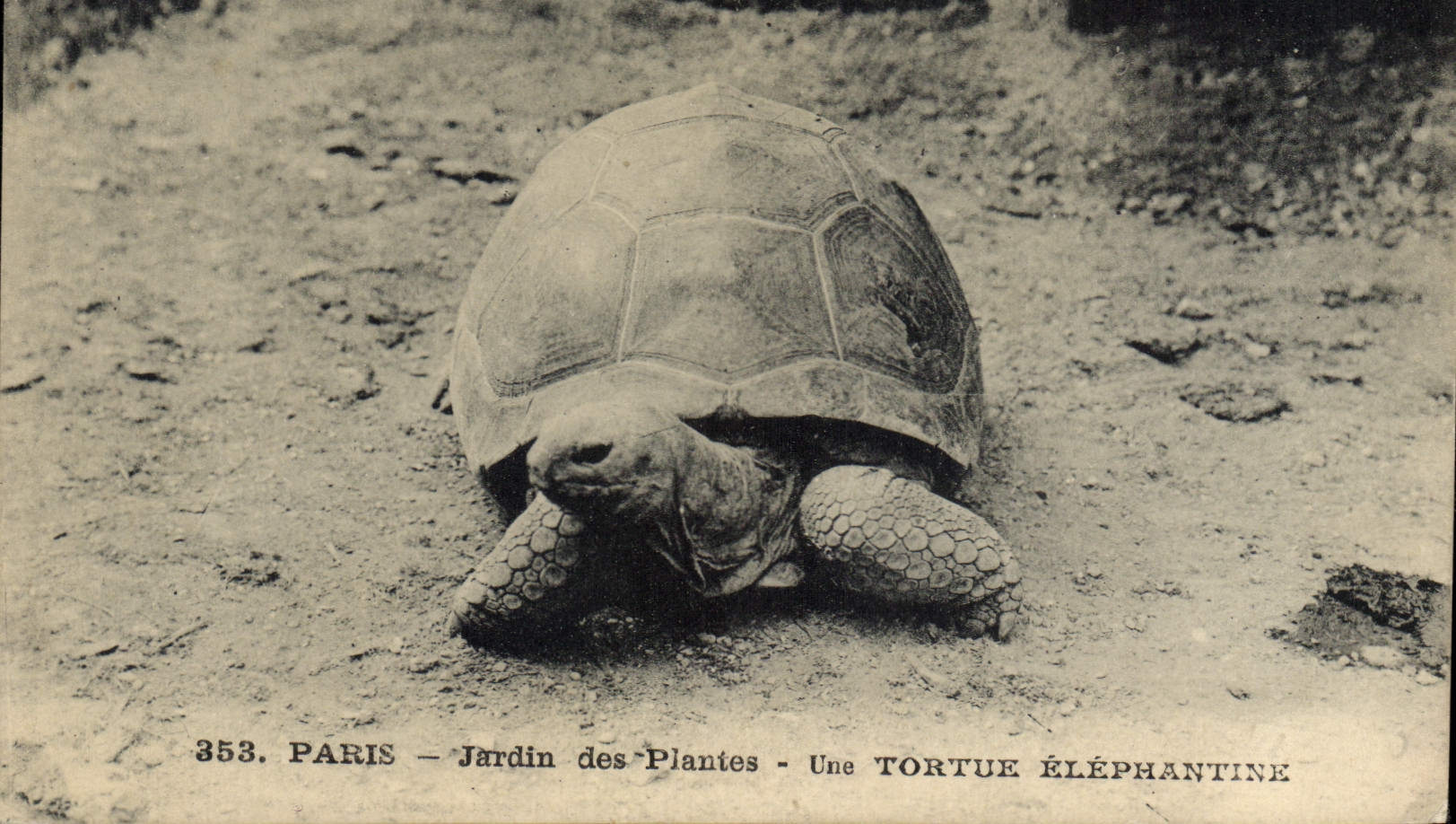 CPA Paris Jardin des Plantes Une tortue elephantine