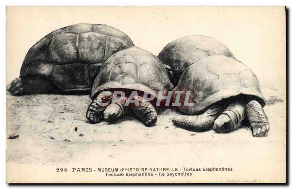 CPA Paris Museum d'Histoire Naturelle Tortues elephantines Ile Seychelles 