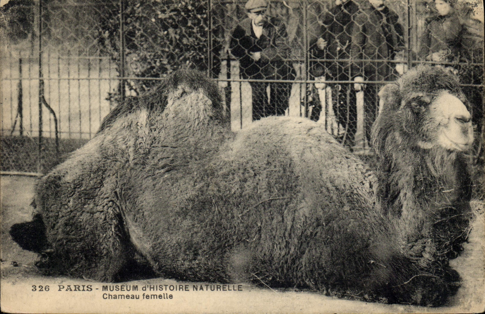 Chameau femelle — Muséum d'Histoire Naturelle — Édition Boileau, n° 326