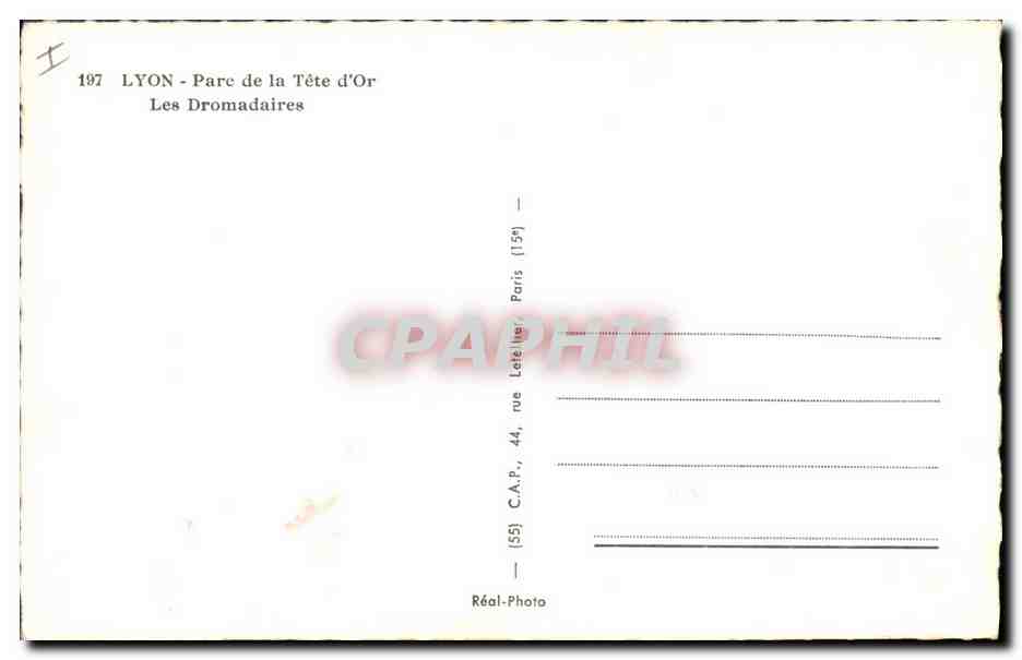 CPM Lyon Parc de la Tete d'Or Les dromadaires  — Rückseite