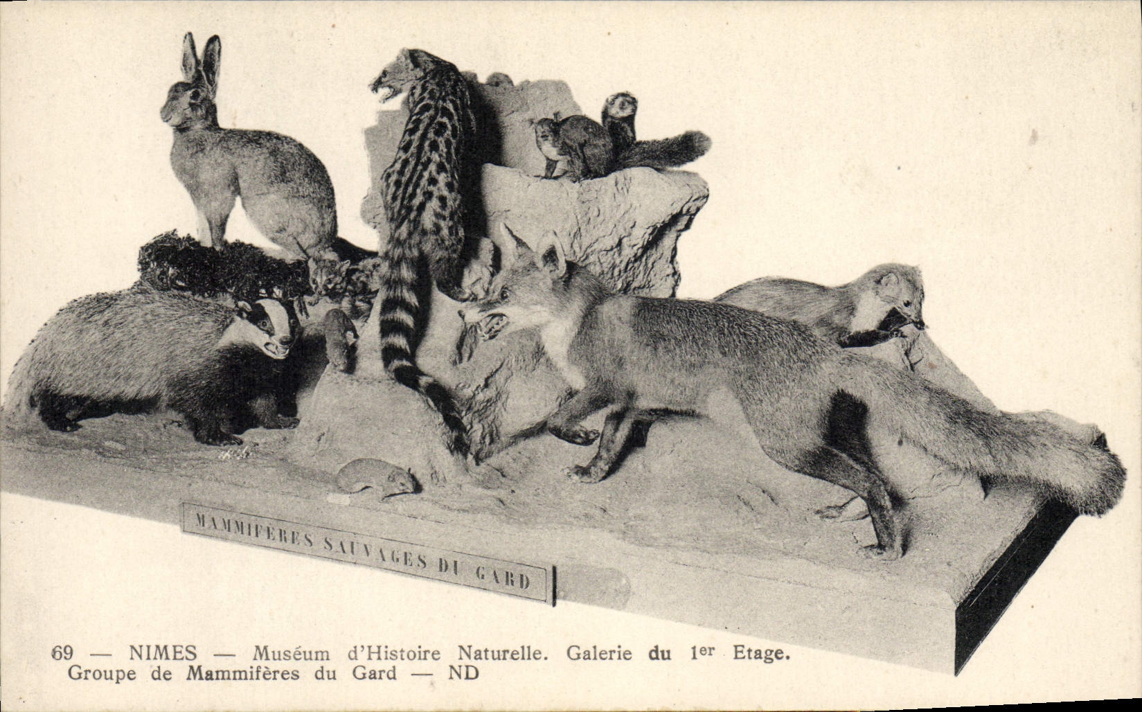 Mammifères Sauvages du Gard — Groupe de Mammifères du Gard — Nîmes — Muséum d'Histoire Naturelle. Galerie du 1er Étage