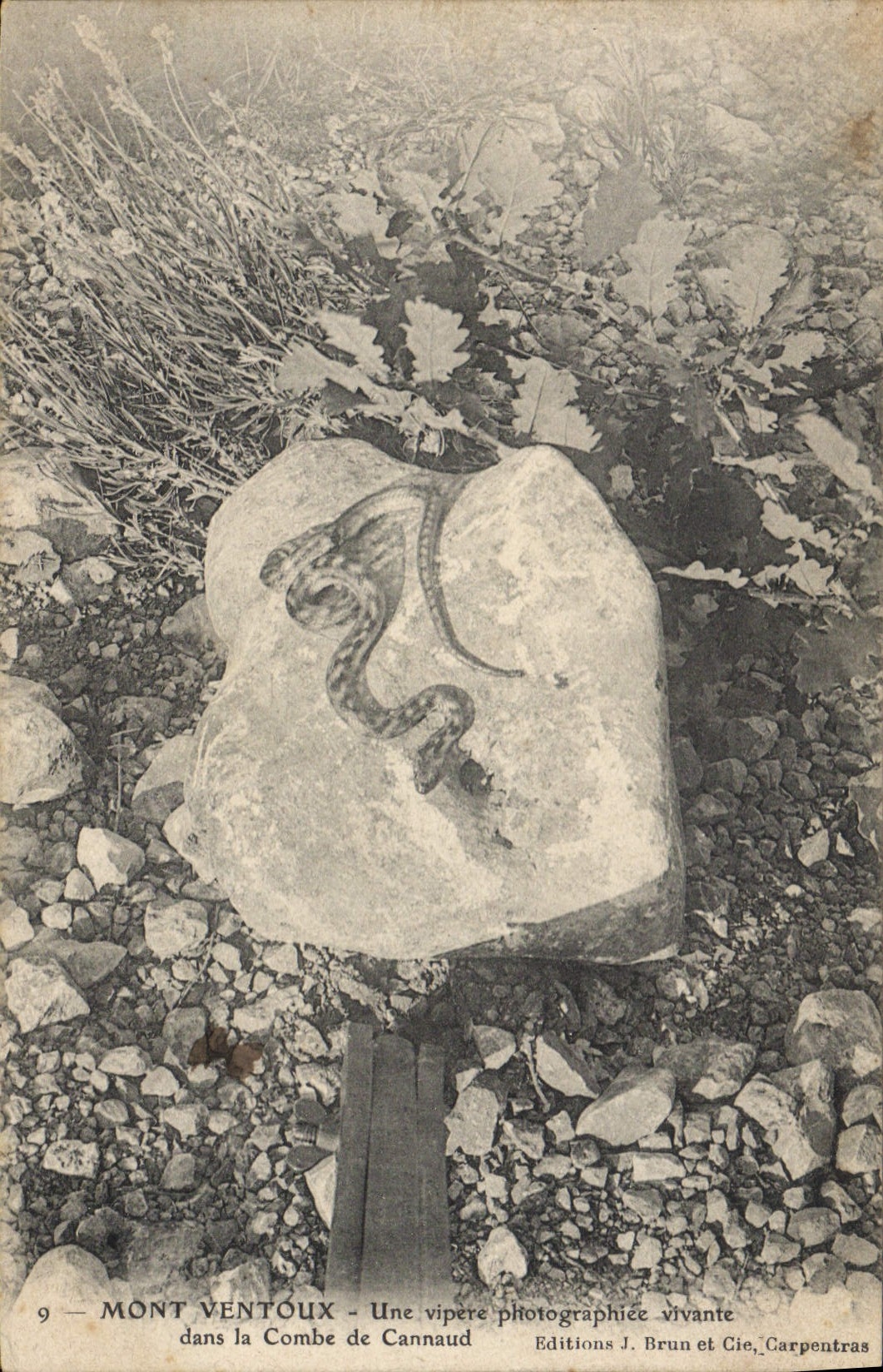 Mont Ventoux — Une vipère photographiée vivante — Editions J. Brun et Cie, Carpentras