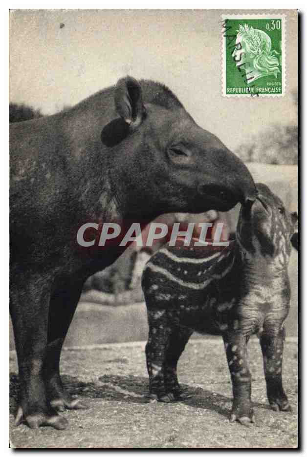 Un Tapir d'Amérique et son petit — Muséum national d'Histoire naturelle, Bois de Vincennes — Reproduction Bréager Frères