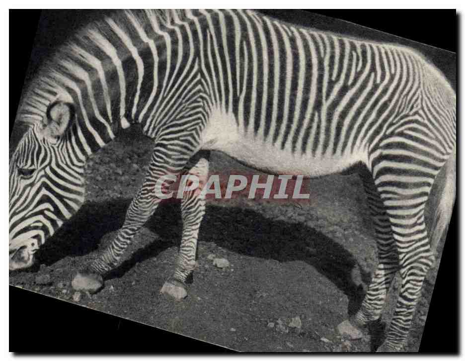 CPA Un zebre de Grevy Vincennes Zoo
