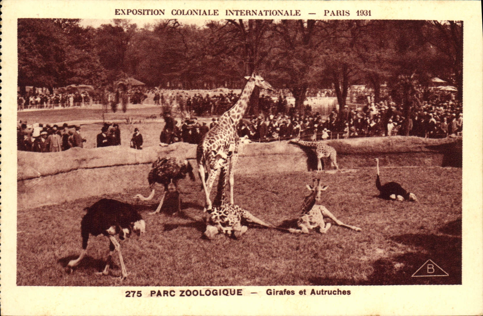 CPA Paris Exposition coloniale internationale 1931 Parc zoologique Girafes et autruches 