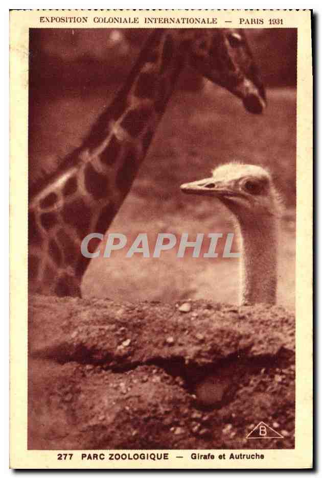 CPA Paris Exposition coloniale internationale 1931 Parc zoologique Girafe et autruche