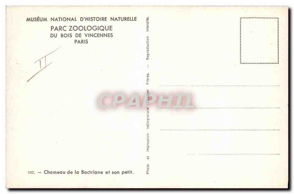 CPA Vincennes Zoo Chameau de la Bactriane et son petit  — Rückseite