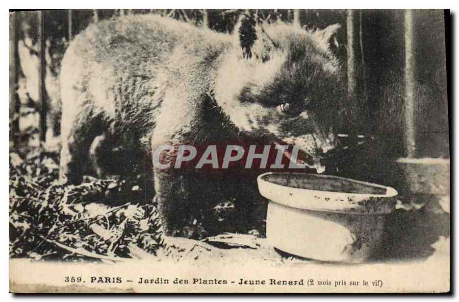 Paris - Jardin des Plantes - Jeune Renard (2 mois pris sur le vif)