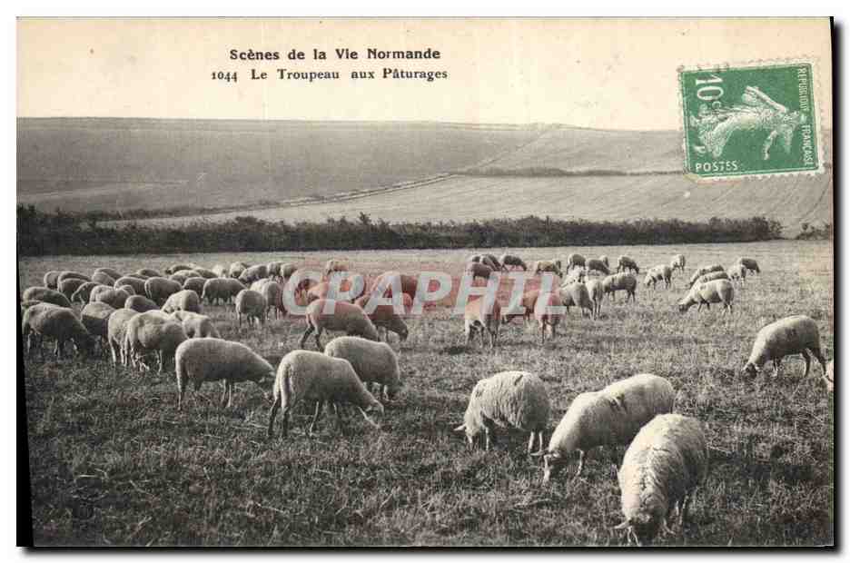 CPA Folklore Normandie Le troupeau aux paturages Moutons