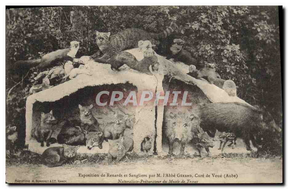 Exposition de Renards et Sangliers par M. l'Abbé GÉRARD, Curé de Voué (Aube) — Phototypie A. BERGERET A.C.M., Nancy