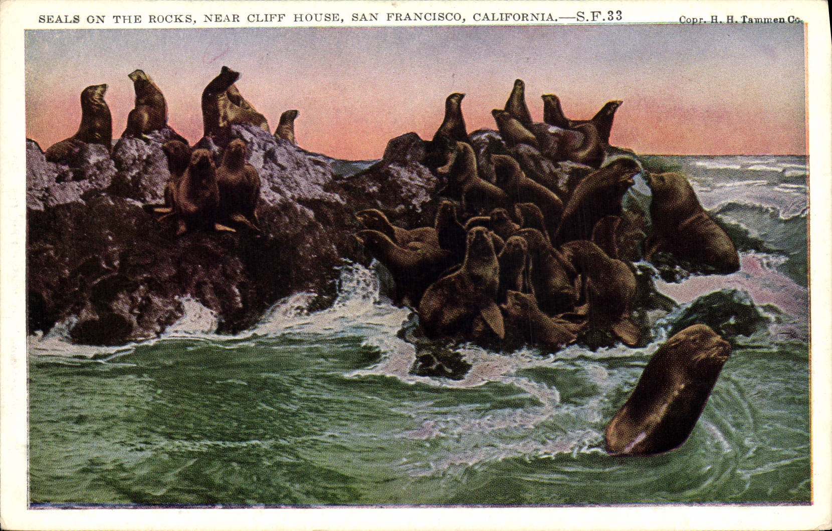 Seals on the Rocks, Near Cliff House, San Francisco, California — S.F.33 — H. H. Tammen Co.