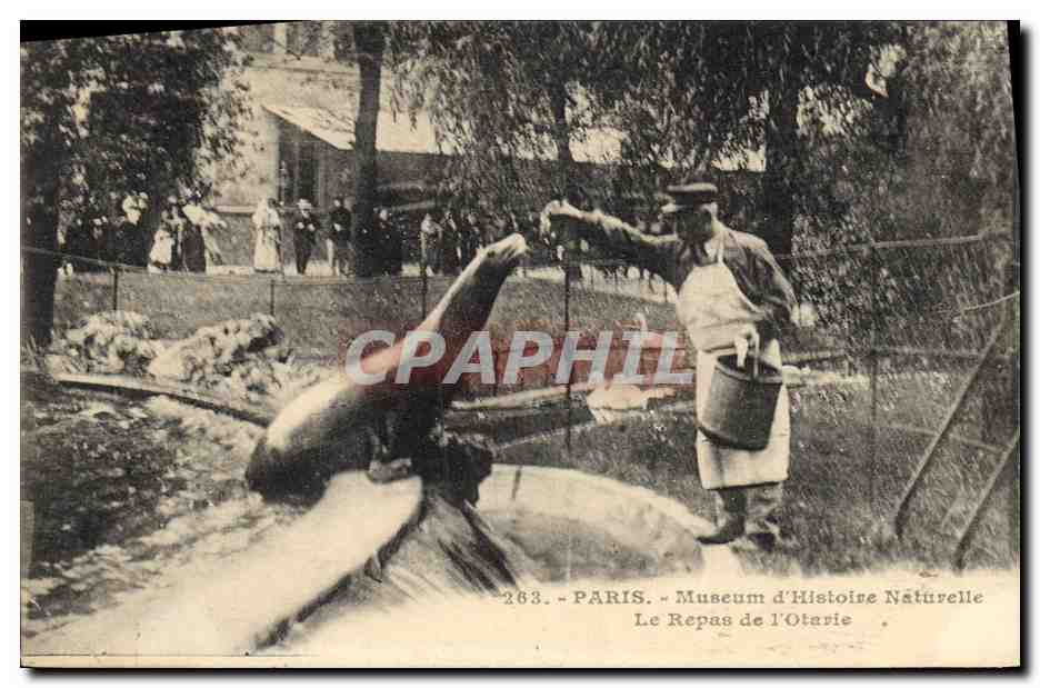 Paris - Museum d'Histoire Naturelle - Le Repas de l'Otarie