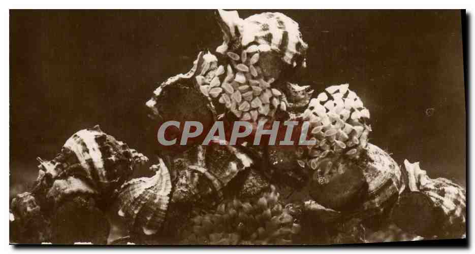 CPA Station oceanographique de Salammbo Murex pondant 