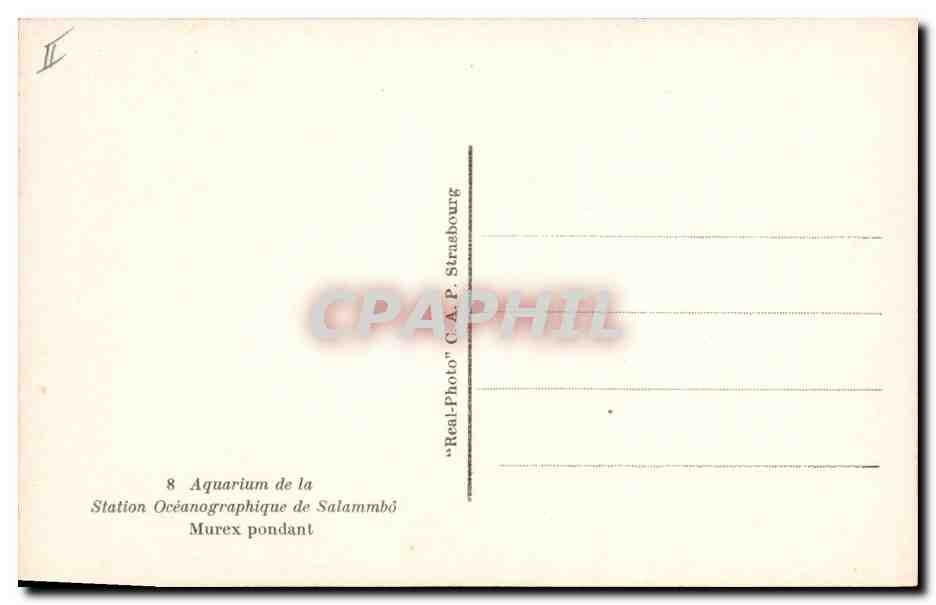 CPA Station oceanographique de Salammbo Murex pondant  — Rückseite