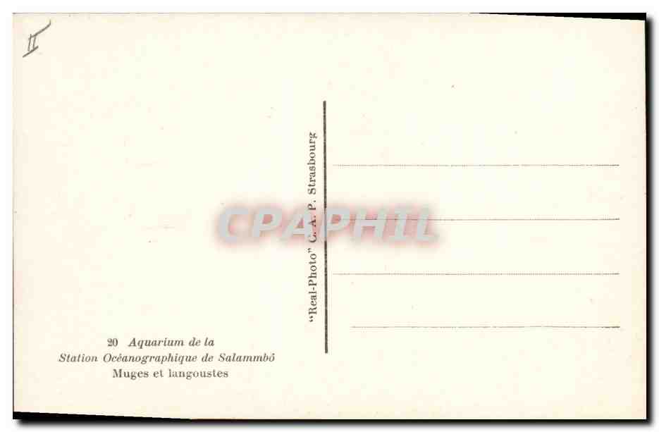 CPA Station oceanographique de Salammbo Muges et langoustes — Rückseite