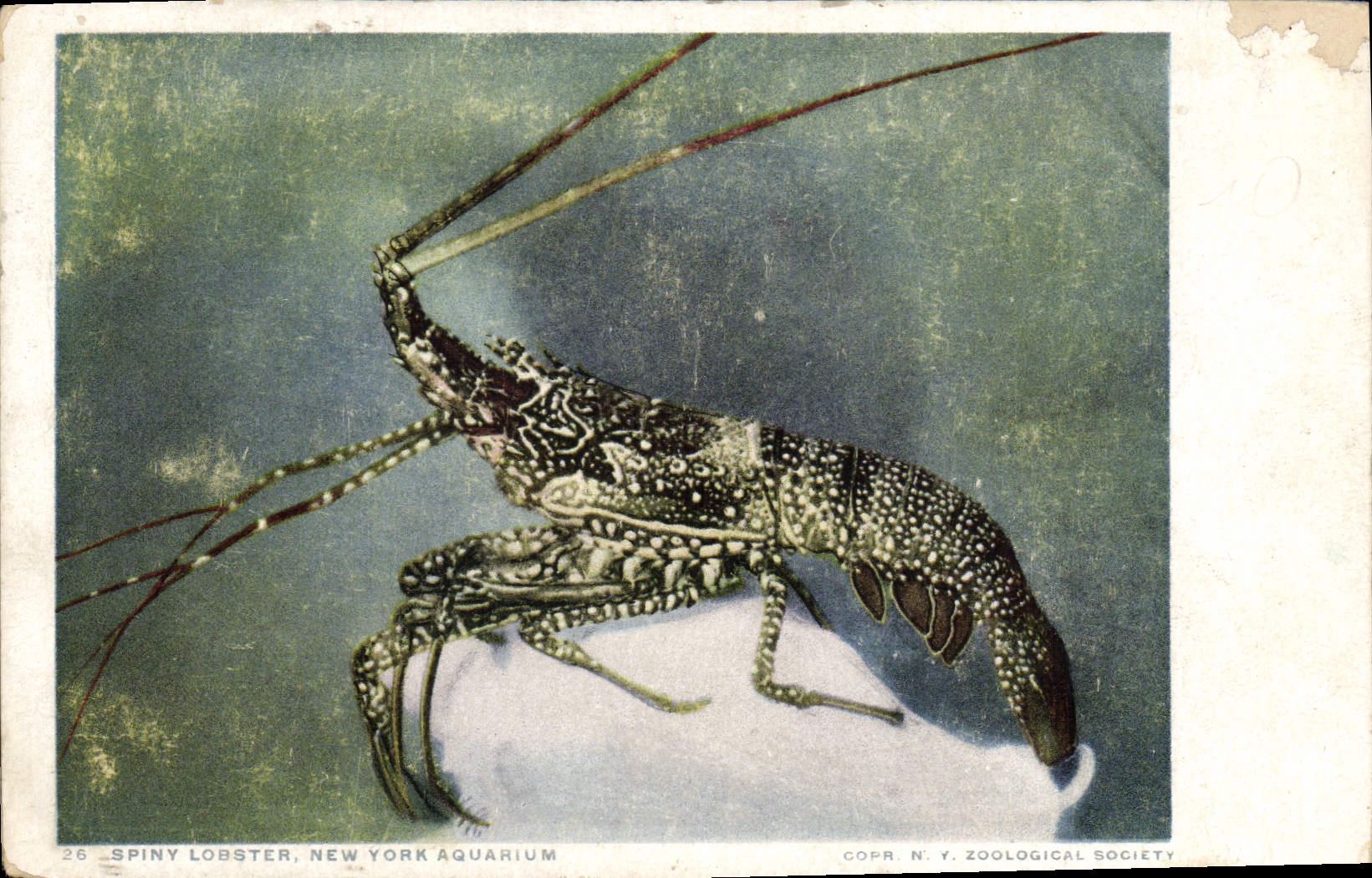 CPA Spiney Lobster New York Aquarium Langouste 