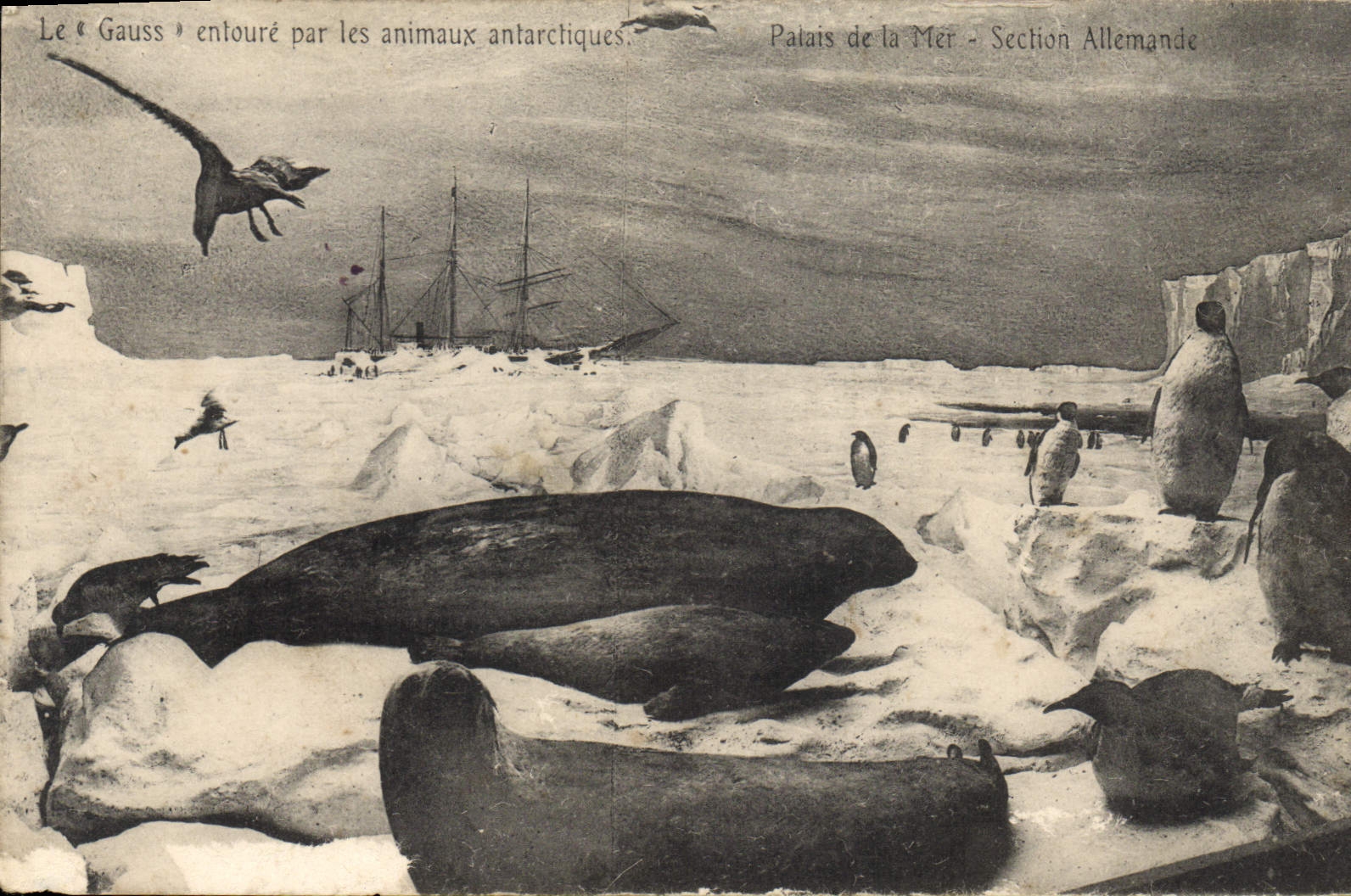 Le « Gauss » entouré par les animaux antarctiques — Palais de la Mer - Section Allemande