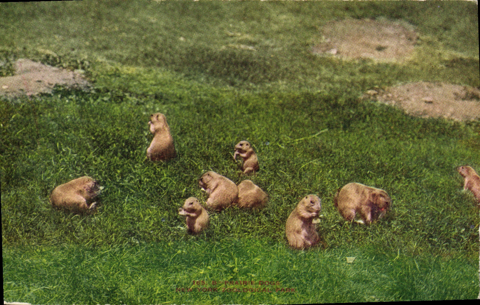 CPA New York Zoological Park Praire dogs