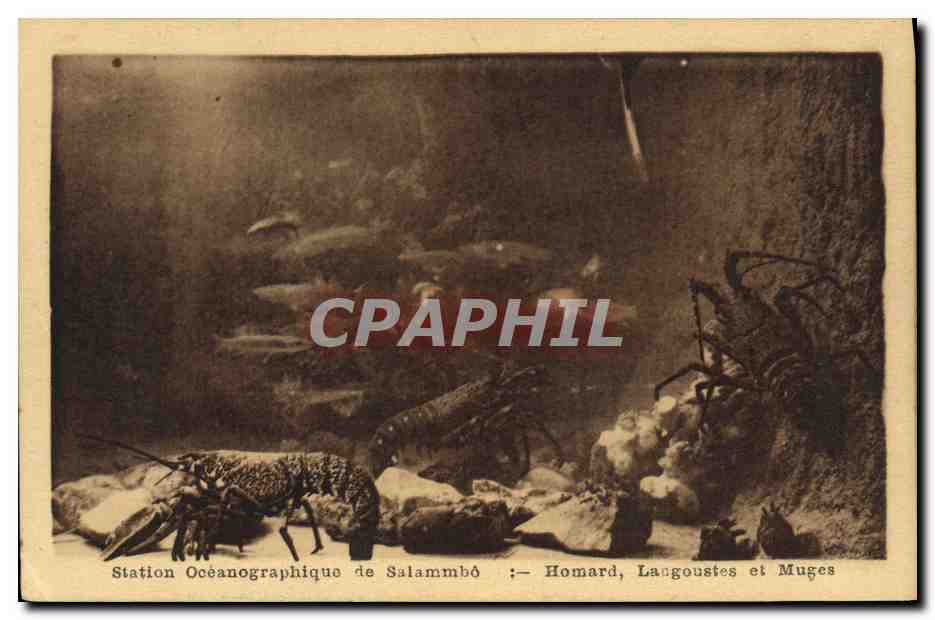 CPA Carthage Station oceanographique de Salammbo Homard Langoustes et Muges