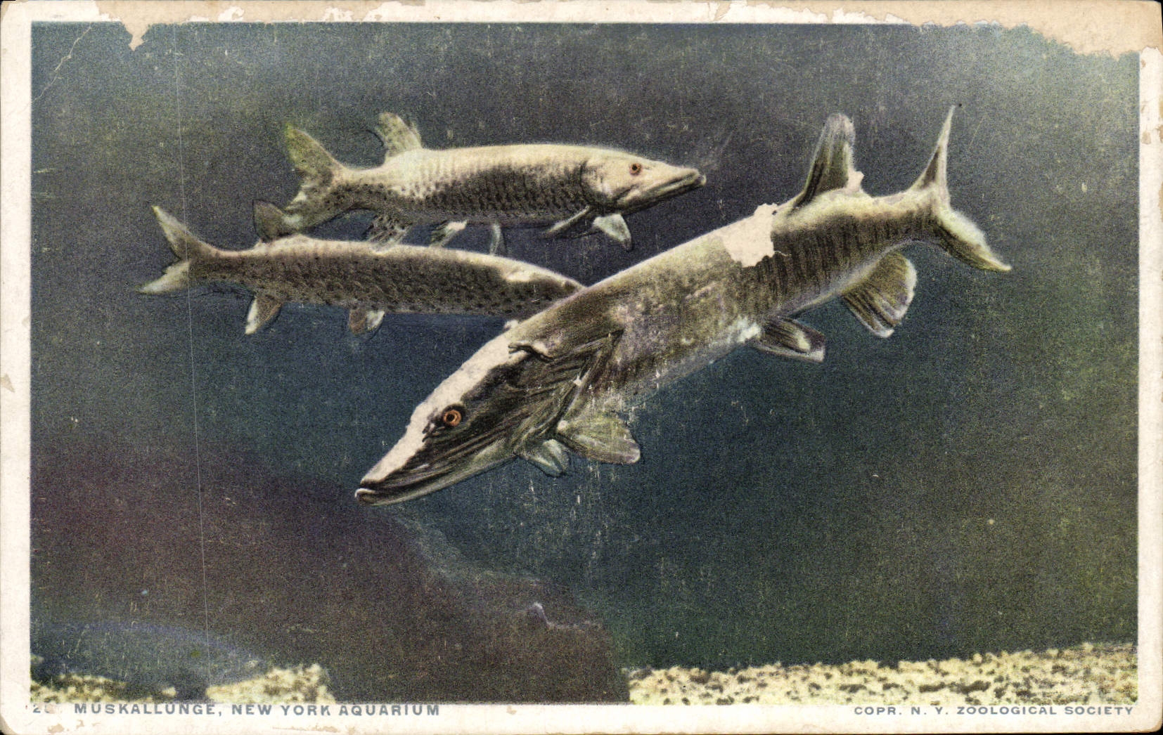 CPA Muskallunge Norhtern United States and Canada Largest Pike family 