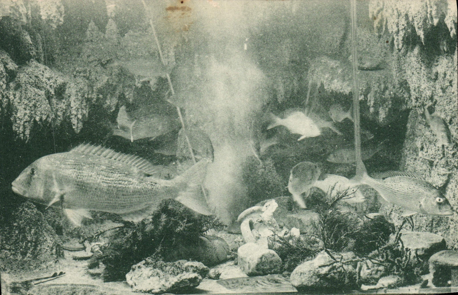 CPA Station oceanographique de Salammbo Aquarium des Dentes 