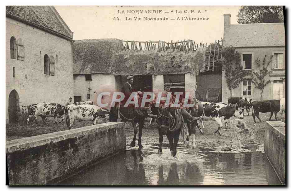 CPA Folklore Normandie La Vie Normande A l'abreuvoir Vaches 