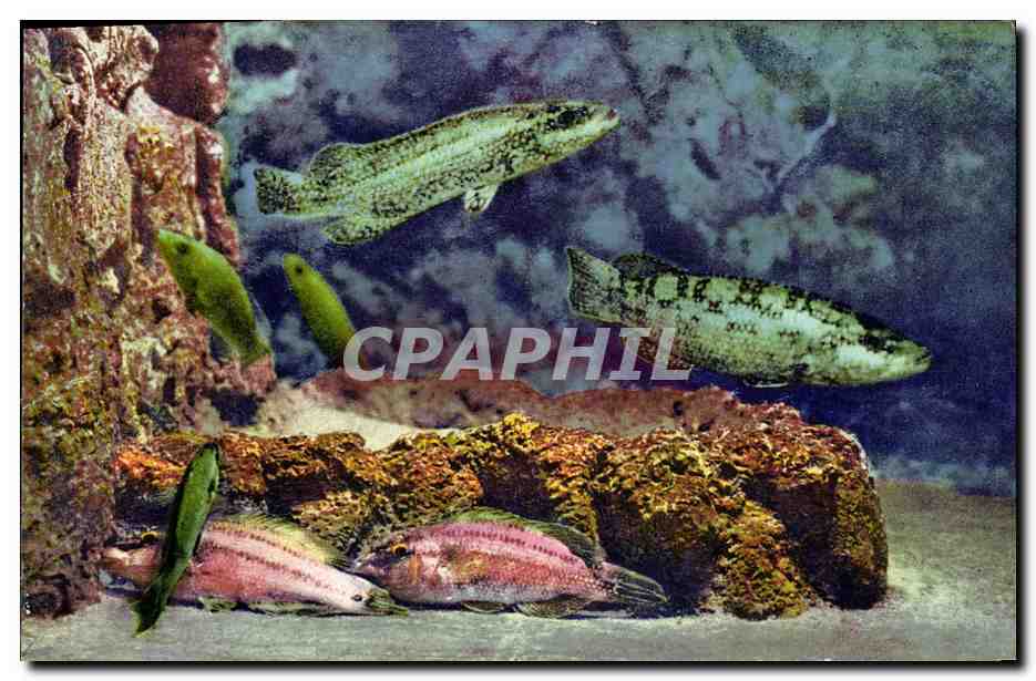 CPA Poisson Poissons Aquarium de Monaco Vieilles Rouquiers