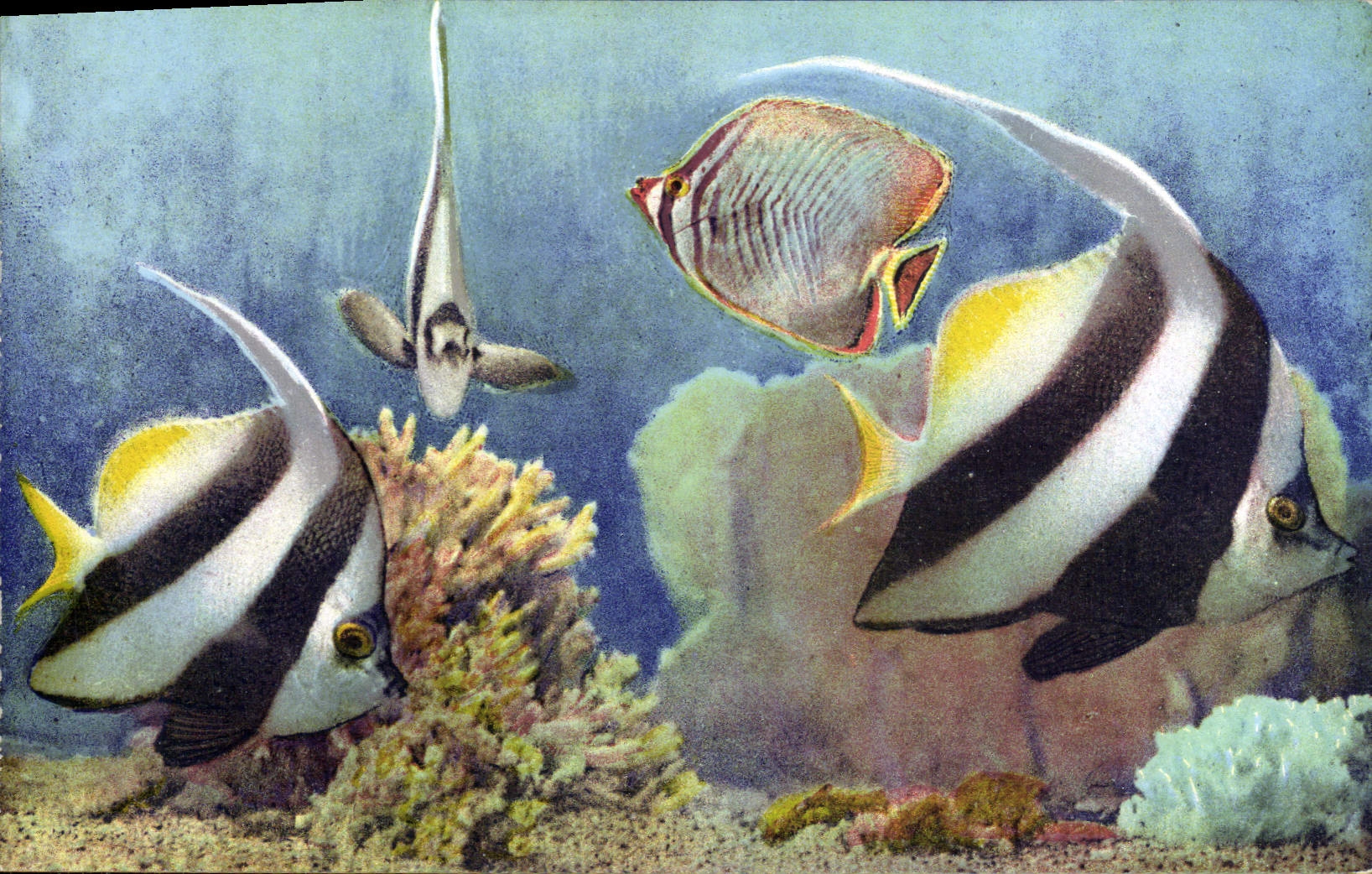 CPA Poisson Poissons Aquarium de Monaco Heniochus Macrolepidotus Chaetodon Esp