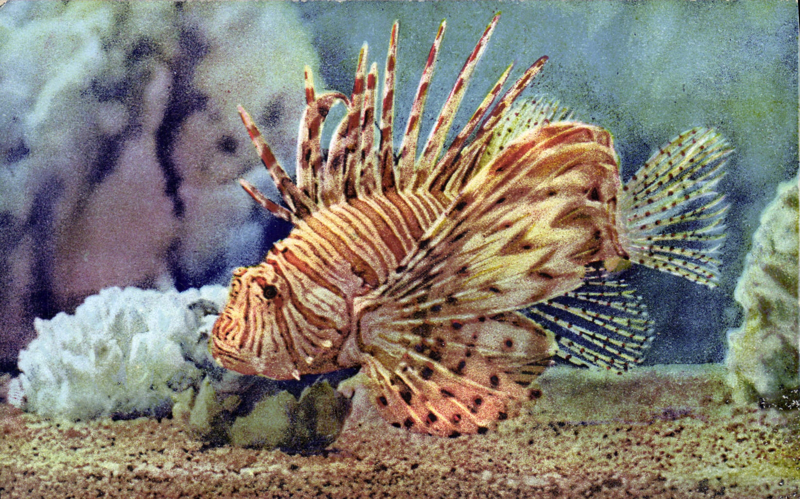 CPA Poisson Poissons Aquarium de Monaco Ptreois Volitans