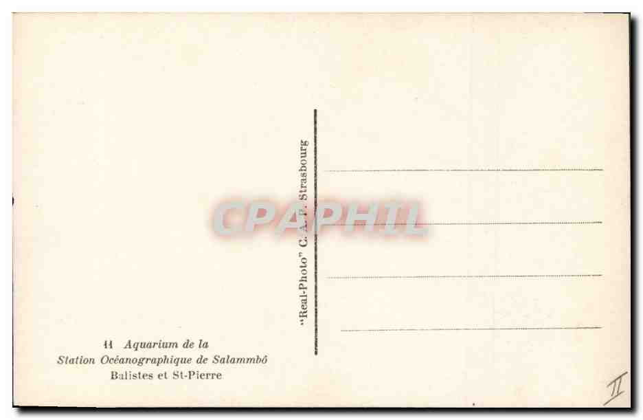 CPA Poisson Poissons Salammbo Aquarium Balistes de St Pierre — Verso