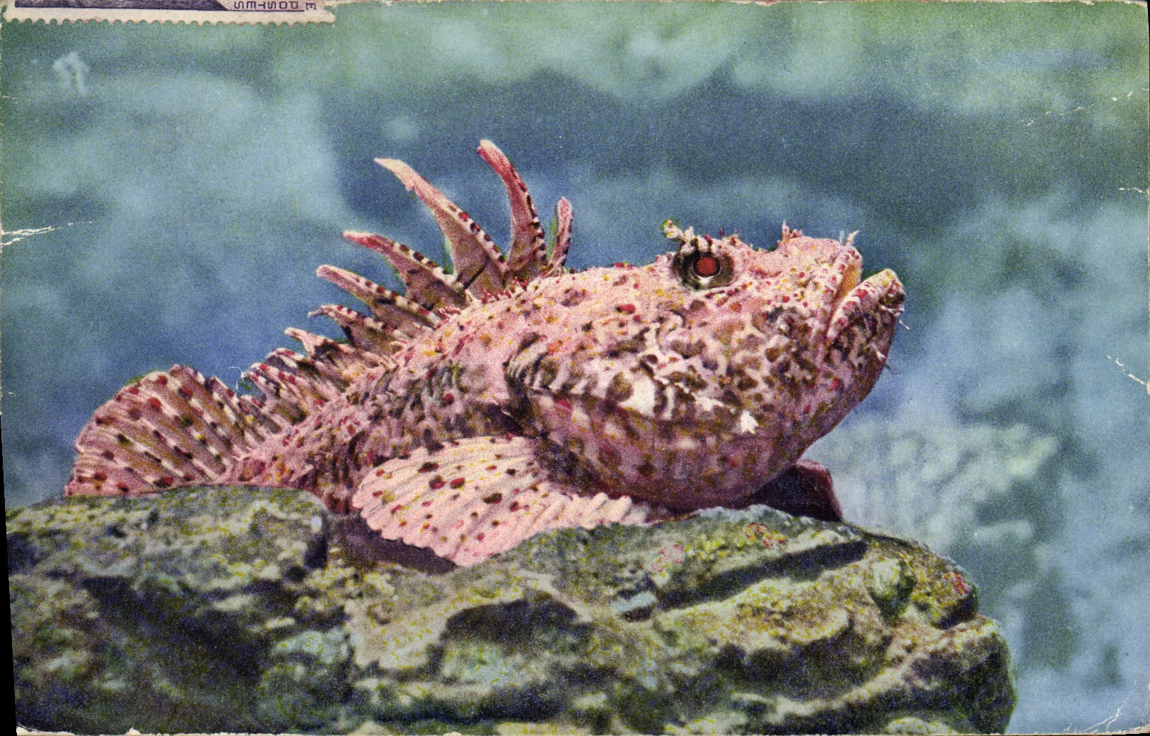 CPA Poisson Poissons Aquarium de Monaco 