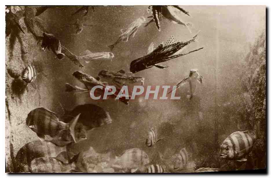 CPA Poisson Poissons Salammbo Aquarum Dactylopteres volants et Sars Royaux