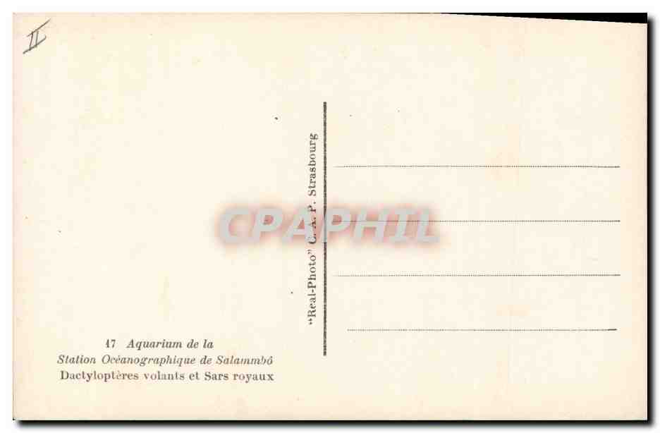 CPA Poisson Poissons Salammbo Aquarum Dactylopteres volants et Sars Royaux — Verso