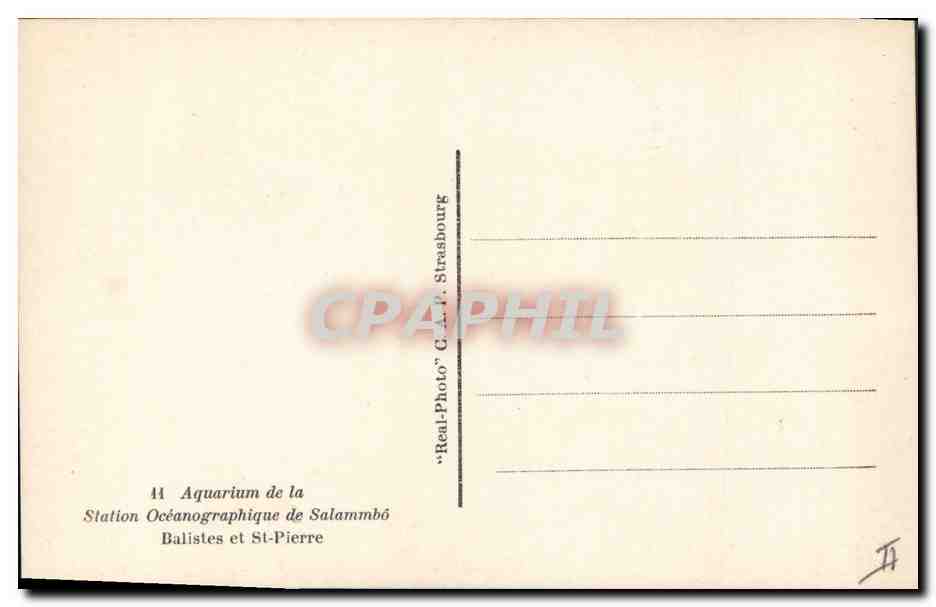 CPA Poisson Poissons Salammbo Balistes de St Pierre — Verso