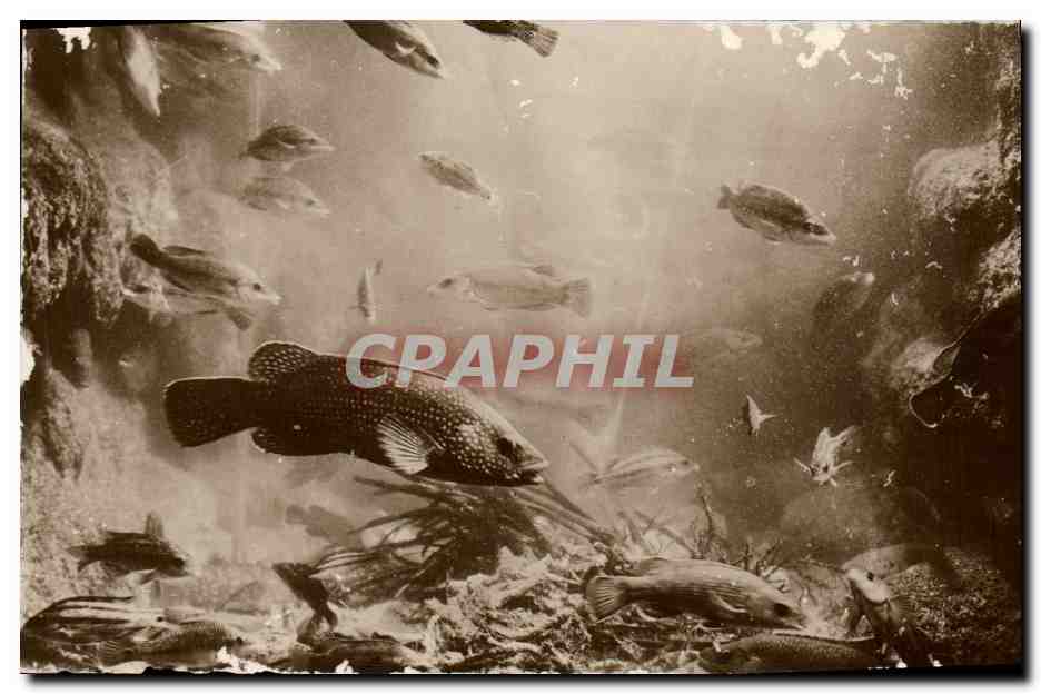 CPA Poisson Poissons Salammbo Bassin des vieilles labres et crenilabers