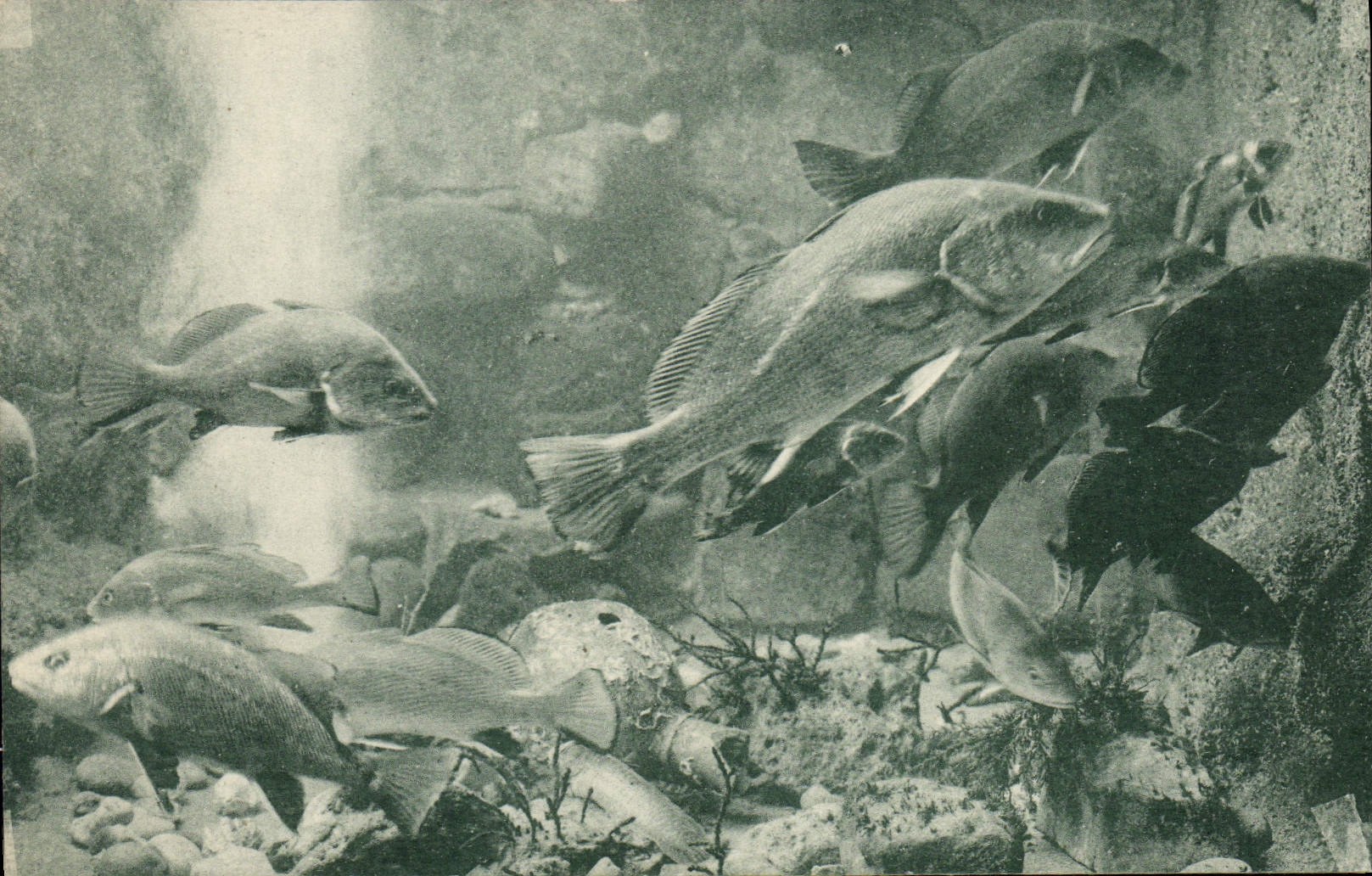 CPA Poisson Poissons Carthage Aquarium des Corbs Corvina Nigra