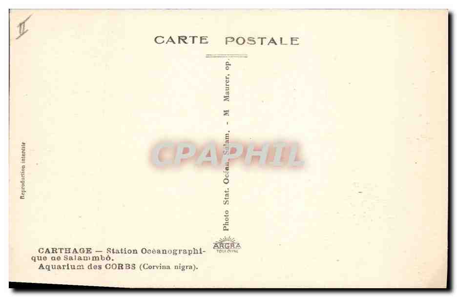 CPA Poisson Poissons Carthage Aquarium des Corbs Corvina Nigra — Verso