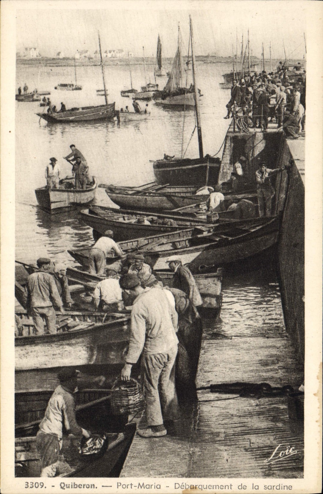Quiberon - Port-Maria - Débarquement de la sardine — Loïc, n° 3309