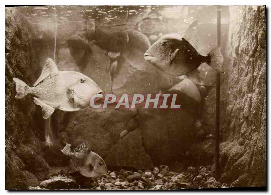 CPA Poisson Poissons Salammbo Bassin des Balistes Aquarium