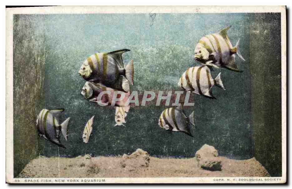 Spade Fish, New York Aquarium — N.Y. Zoological Society, n°33
