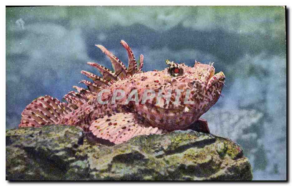 CPA Poisson Poissons Aquarium de Monaco Rascasse
