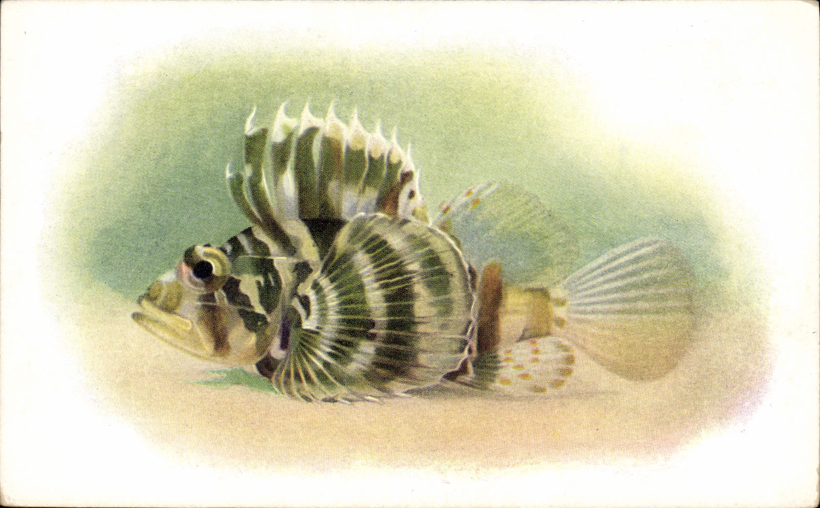 Poisson de mer — Dendrochirus hudsoni — Steinburi Aquarium of the California Academy of Sciences