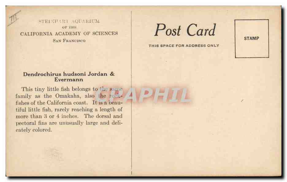 Poisson de mer — Dendrochirus hudsoni — Steinburi Aquarium of the California Academy of Sciences — Verso