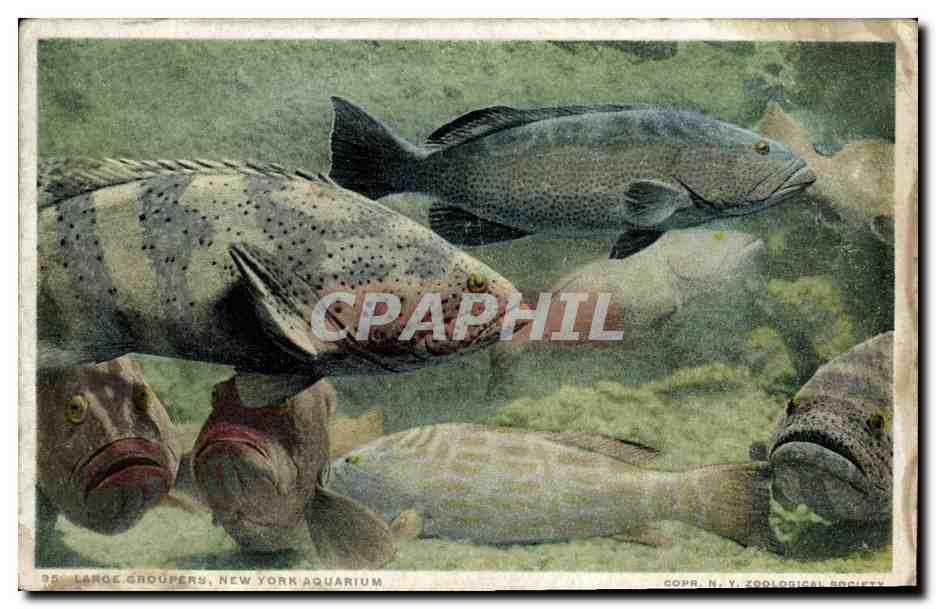 CPA Poisson Poissons Large groupers New York aquarium 