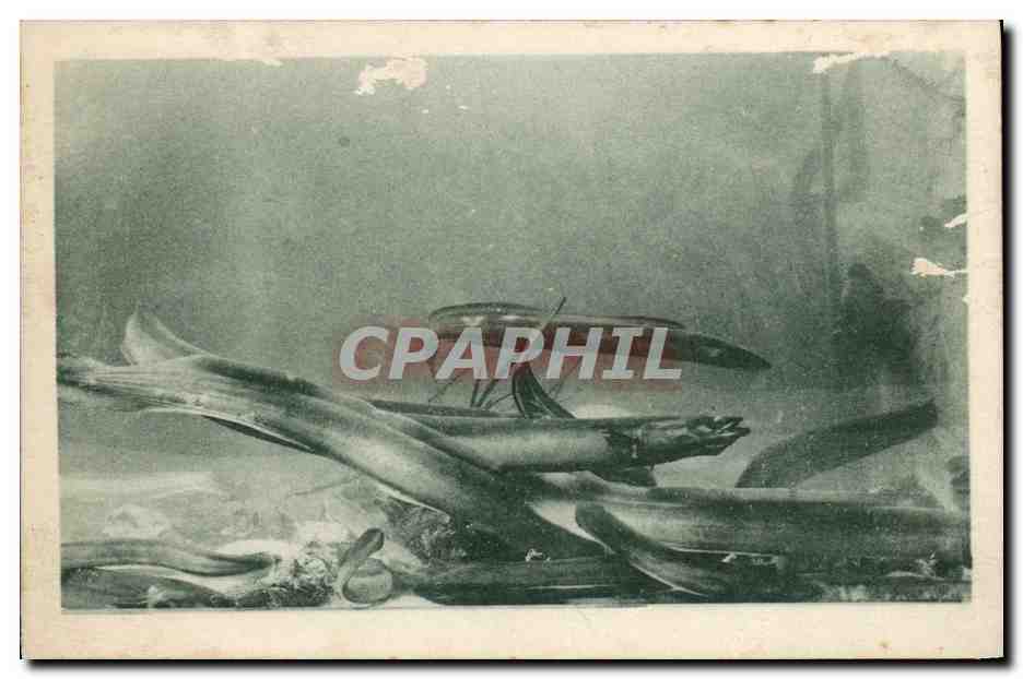 CPA Poisson Poissons Carthage Aquarium des Congres et des anguilles