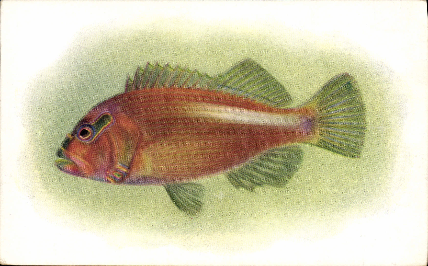 Pilikoa — (Paracirrhites arcatus) — Steinhardt Aquarium of the California Academy of Sciences