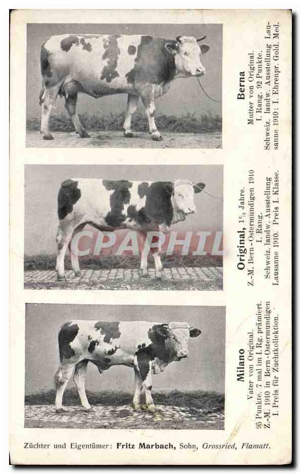 Bovins de race suisse — Exposition agricole Lausanne 1910 — Züchter Fritz Marbach