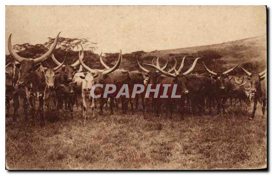 CPA Vaches Vache Colonies allemandes Batuffi Bahima 