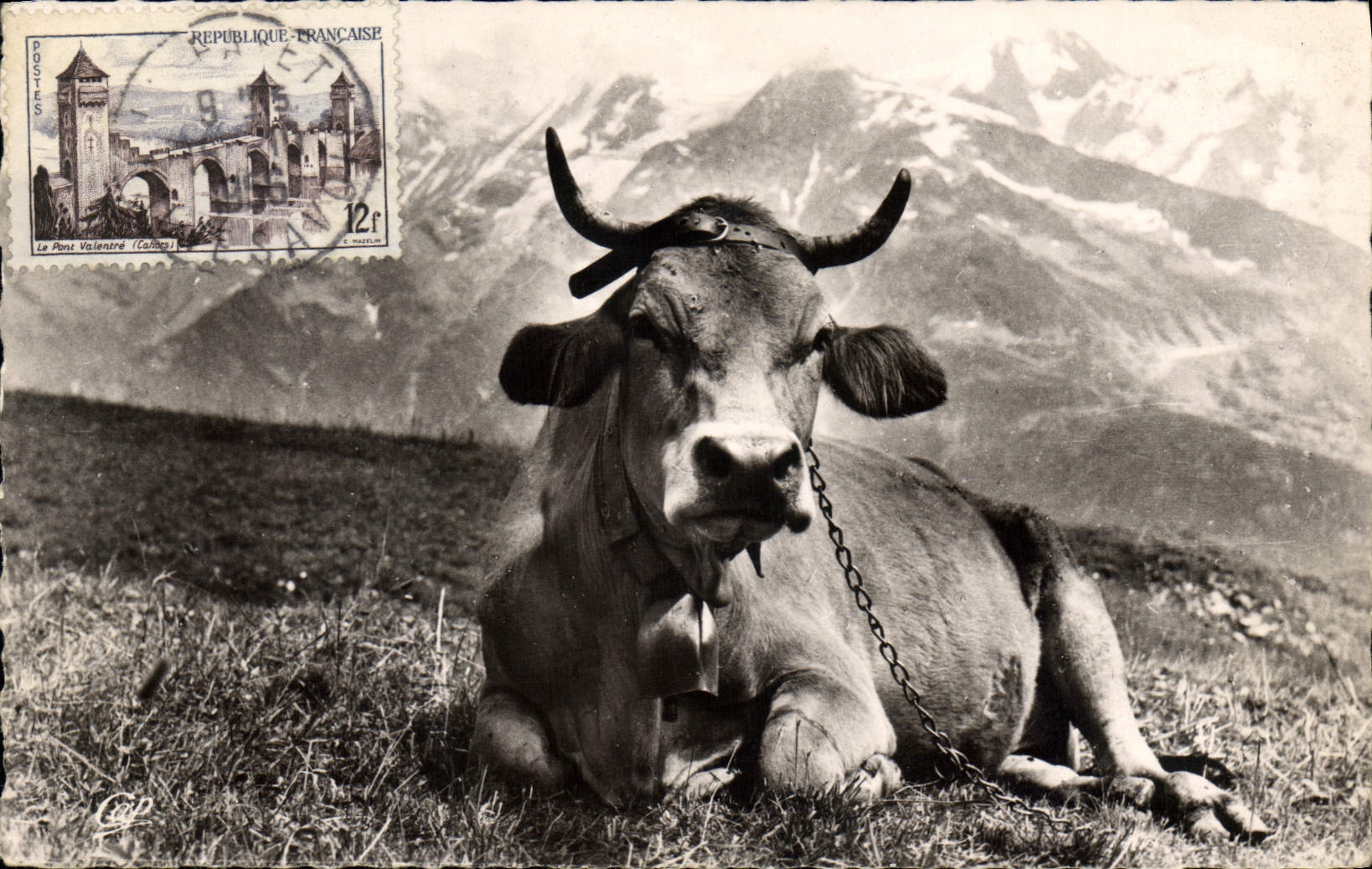 CPA Vaches Vache Un belle Tarine a l'alpage